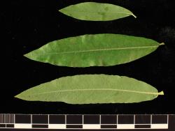 Salix ×rubra. Distal and proximal (top) leaves from one branchlet.
 Image: D. Glenny © Landcare Research 2020 CC BY 4.0